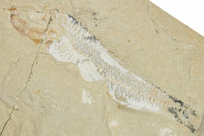 Cretaceous Fossil Fish (Scombroclupea?) - Lebanon #256017